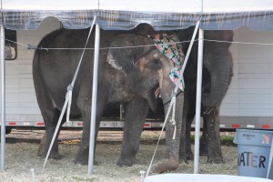Bloomsburg Fair, Fairgrounds, Bloomsburg, 9-22-2014 (20)