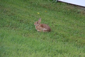 Bunny Rabbit, Dutch Hill, Tamaqua, 9-8-2014 (10)