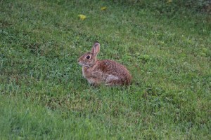 Bunny Rabbit, Dutch Hill, Tamaqua, 9-8-2014 (18)