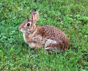 Bunny Rabbit, Dutch Hill, Tamaqua, 9-8-2014 (28)