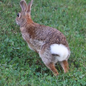 Bunny Rabbit, Dutch Hill, Tamaqua, 9-8-2014 (29)