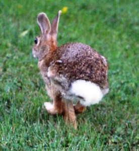 Bunny Rabbit, Dutch Hill, Tamaqua, 9-8-2014 (30)