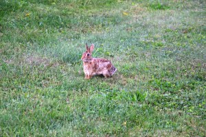 Bunny Rabbit, Dutch Hill, Tamaqua, 9-8-2014 (38)