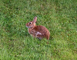 Bunny Rabbit, Dutch Hill, Tamaqua, 9-8-2014 (4)
