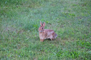 Bunny Rabbit, Dutch Hill, Tamaqua, 9-8-2014 (45)