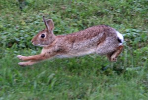 Bunny Rabbit, Dutch Hill, Tamaqua, 9-8-2014 (47)