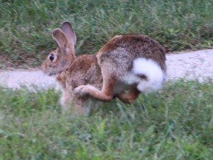 Bunny Rabbit, Dutch Hill, Tamaqua, 9-8-2014 (49)
