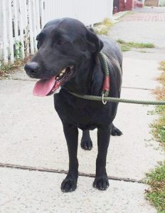 Dog Found on Clay Street, Tamaqua, 9-30-2014