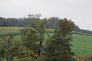 Nicholas Zeigler Annual Memorial Fishing Derby, Rosemount Camping Resort, Tamaqua (17)