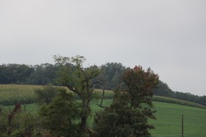 Nicholas Zeigler Annual Memorial Fishing Derby, Rosemount Camping Resort, Tamaqua (18)