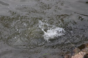 Nicholas Zeigler Annual Memorial Fishing Derby, Rosemount Camping Resort, Tamaqua (31)