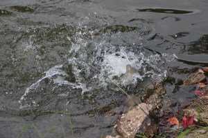 Nicholas Zeigler Annual Memorial Fishing Derby, Rosemount Camping Resort, Tamaqua (32)