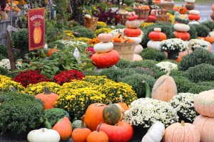 Pumpkins, Dunn's Farm, South Tamaqua, 9-20-2014 (1)