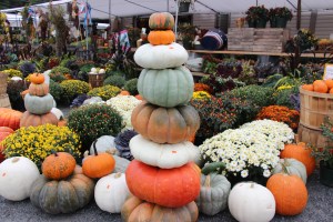 Pumpkins, Dunn's Farm, South Tamaqua, 9-20-2014 (10)