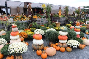 Pumpkins, Dunn's Farm, South Tamaqua, 9-20-2014 (11)