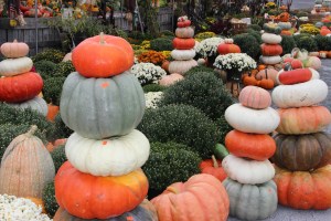 Pumpkins, Dunn's Farm, South Tamaqua, 9-20-2014 (17)