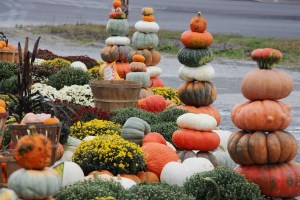 Pumpkins, Dunn's Farm, South Tamaqua, 9-20-2014 (19)