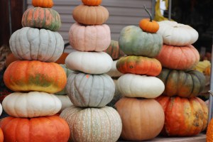 Pumpkins, Dunn's Farm, South Tamaqua, 9-20-2014 (2)