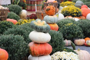 Pumpkins, Dunn's Farm, South Tamaqua, 9-20-2014 (20)