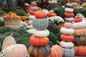 Pumpkins, Dunn's Farm, South Tamaqua, 9-20-2014 (21)
