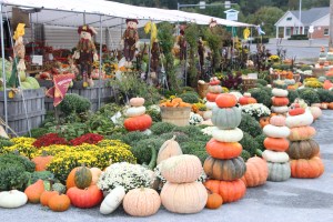 Pumpkins, Dunn's Farm, South Tamaqua, 9-20-2014 (22)