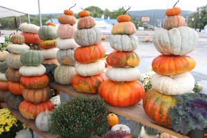 Pumpkins, Dunn's Farm, South Tamaqua, 9-20-2014 (26)
