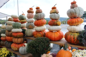 Pumpkins, Dunn's Farm, South Tamaqua, 9-20-2014 (27)
