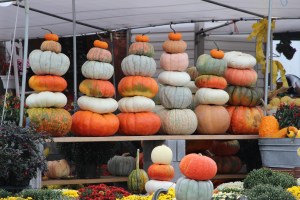 Pumpkins, Dunn's Farm, South Tamaqua, 9-20-2014 (29)