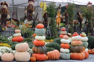 Pumpkins, Dunn's Farm, South Tamaqua, 9-20-2014 (31)