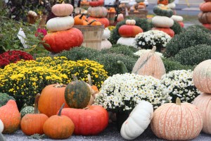 Pumpkins, Dunn's Farm, South Tamaqua, 9-20-2014 (4)