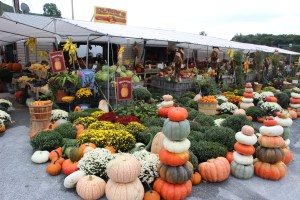 Pumpkins, Dunn's Farm, South Tamaqua, 9-20-2014 (8)