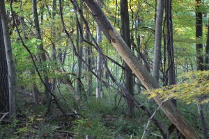 Search Training, Hometown, Tamaqua, West Penn, Fire Police, Hometown, 9-23-2014 (37)