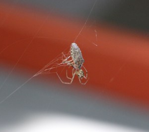 Spider, Web, Rosemount Camping Resort, Tamaqua, 9-20-2014 (9)