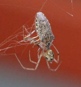 Spider, Web, Rosemount Camping Resort, Tamaqua, 9-20-2014 (smaller)