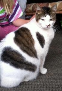 Cat Found, Bull Run Street, Seek, Coaldale, 10-13-2014 (2)