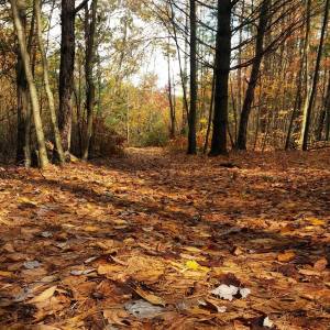 Fall Photos from Miranda Nothstein, Kaska, 10-16-2014 (10)