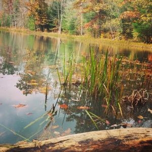 Fall Photos from Miranda Nothstein, Kaska, 10-16-2014 (11)