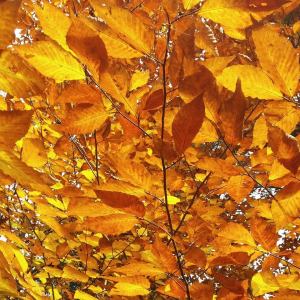 Fall Photos from Miranda Nothstein, Kaska, 10-16-2014 (2)