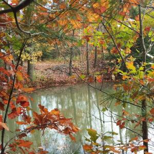 Fall Photos from Miranda Nothstein, Kaska, 10-16-2014 (3)