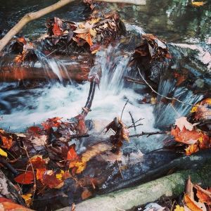 Fall Photos from Miranda Nothstein, Kaska, 10-16-2014 (4)