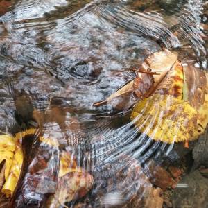 Fall Photos from Miranda Nothstein, Kaska, 10-16-2014 (8)