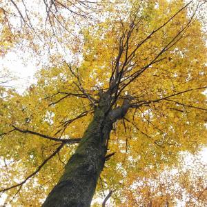 Fall Photos from Miranda Nothstein, Kaska, 10-16-2014 (9)