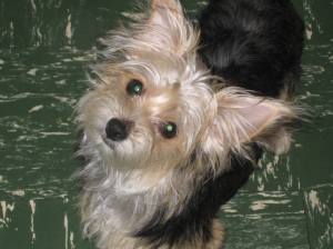 Missing Dog, Iris, Wendy Dunkelberger, Mauch Chunk Street, Tamaqua, 10-28-2014 (1)