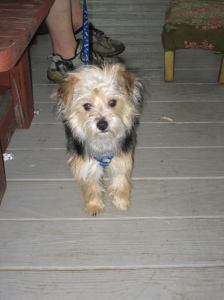 Missing Dog, Iris, Wendy Dunkelberger, Mauch Chunk Street, Tamaqua, 10-28-2014 (2)