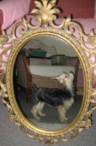 Missing Dog, Iris, Wendy Dunkelberger, Mauch Chunk Street, Tamaqua, 10-28-2014 (3)