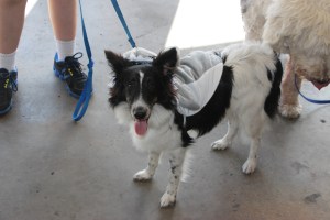 Pet Show via Coaldale VFW Auxiliary, Coaldale Fire Company, Coaldale, 9-28-2014 (105)