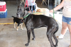 Pet Show via Coaldale VFW Auxiliary, Coaldale Fire Company, Coaldale, 9-28-2014 (106)
