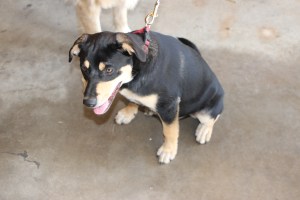 Pet Show via Coaldale VFW Auxiliary, Coaldale Fire Company, Coaldale, 9-28-2014 (107)