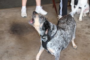 Pet Show via Coaldale VFW Auxiliary, Coaldale Fire Company, Coaldale, 9-28-2014 (108)