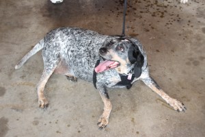 Pet Show via Coaldale VFW Auxiliary, Coaldale Fire Company, Coaldale, 9-28-2014 (109)